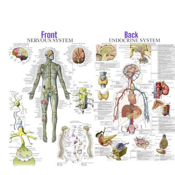 Laminated Anatomy Poster Autonomic Nervous System & Endocrine System - Picture 1 of 3